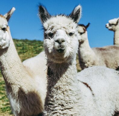 4 helle Alpakas schauen in die Kamera